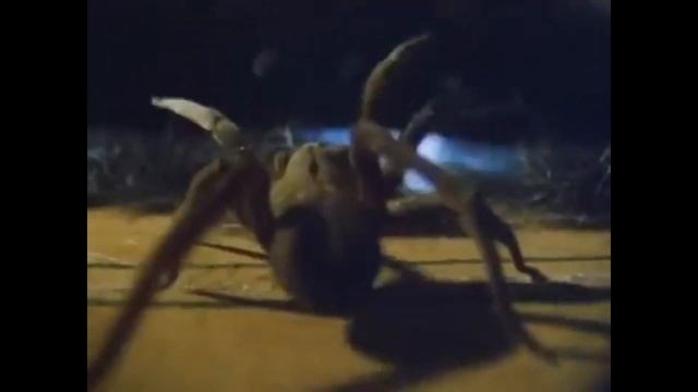 Wild nature nightmares! Deadly spiders.Documentaries. смотреть онлайн