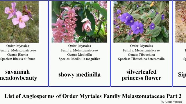 List of Angiosperms of Order Myrtales Family Melastomataceae Part 3 tibouchina osbeckia sonerila смотреть онлайн