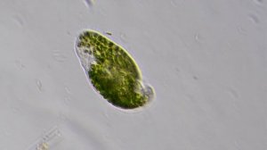 Paramecium bursaria: The Animal-Lichen