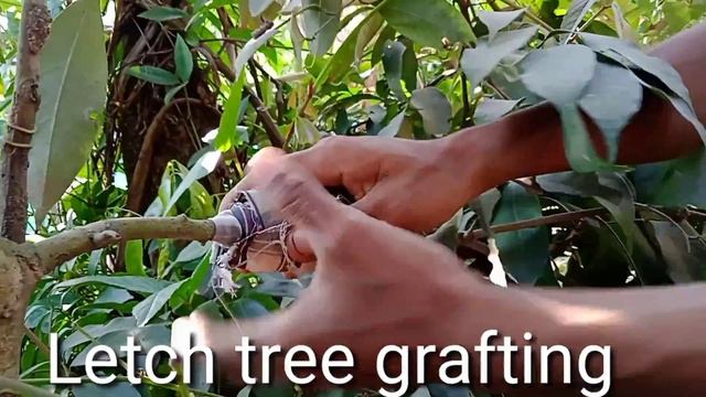 Make lemon and lichi tree grafting// let's try grafting смотреть онлайн