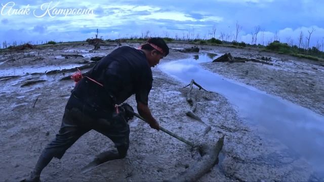 Amazing.. !! The Traditional Way of Catching Lots of Big Mud Crab In The Swamp смотреть онлайн