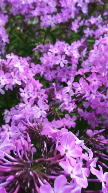 Beautiful phlox 💜#flowers #phlox #shorts смотреть онлайн