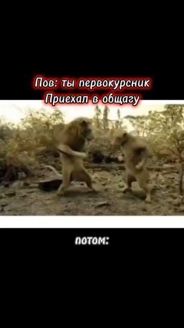 Было сегодня))☠️ #стандофф2 #standoff2 #ножи #станок #голд #сильвер #бронза #боксы #пушки #2023 смотреть онлайн