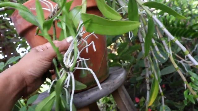 Orchids That Make The Most Keikis - TOP 4 / Orchid Description & Review смотреть онлайн