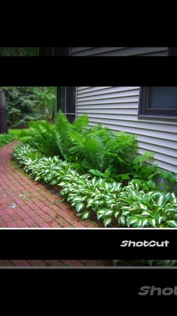 Растения для цветника в тени смотреть онлайн