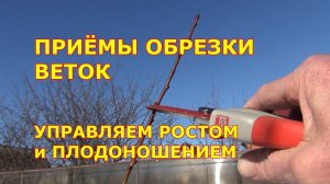 Приёмы обрезки веток. Управляем ростом и плодоношением сада