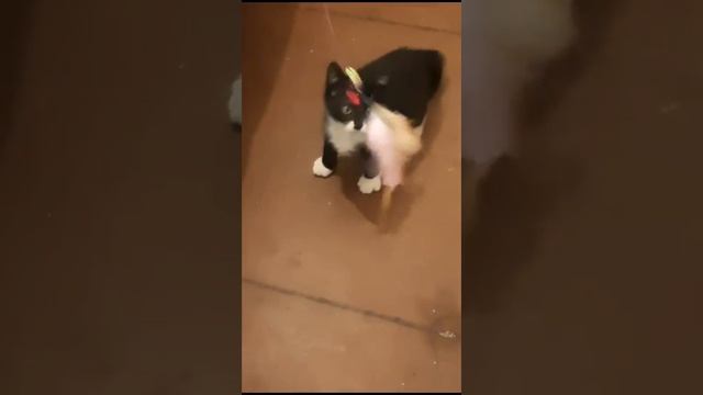Michiko.ru | Котенок Барсик ищет дом. Отдаем бесплатно. Кошки в дар в добрые руки. смотреть онлайн