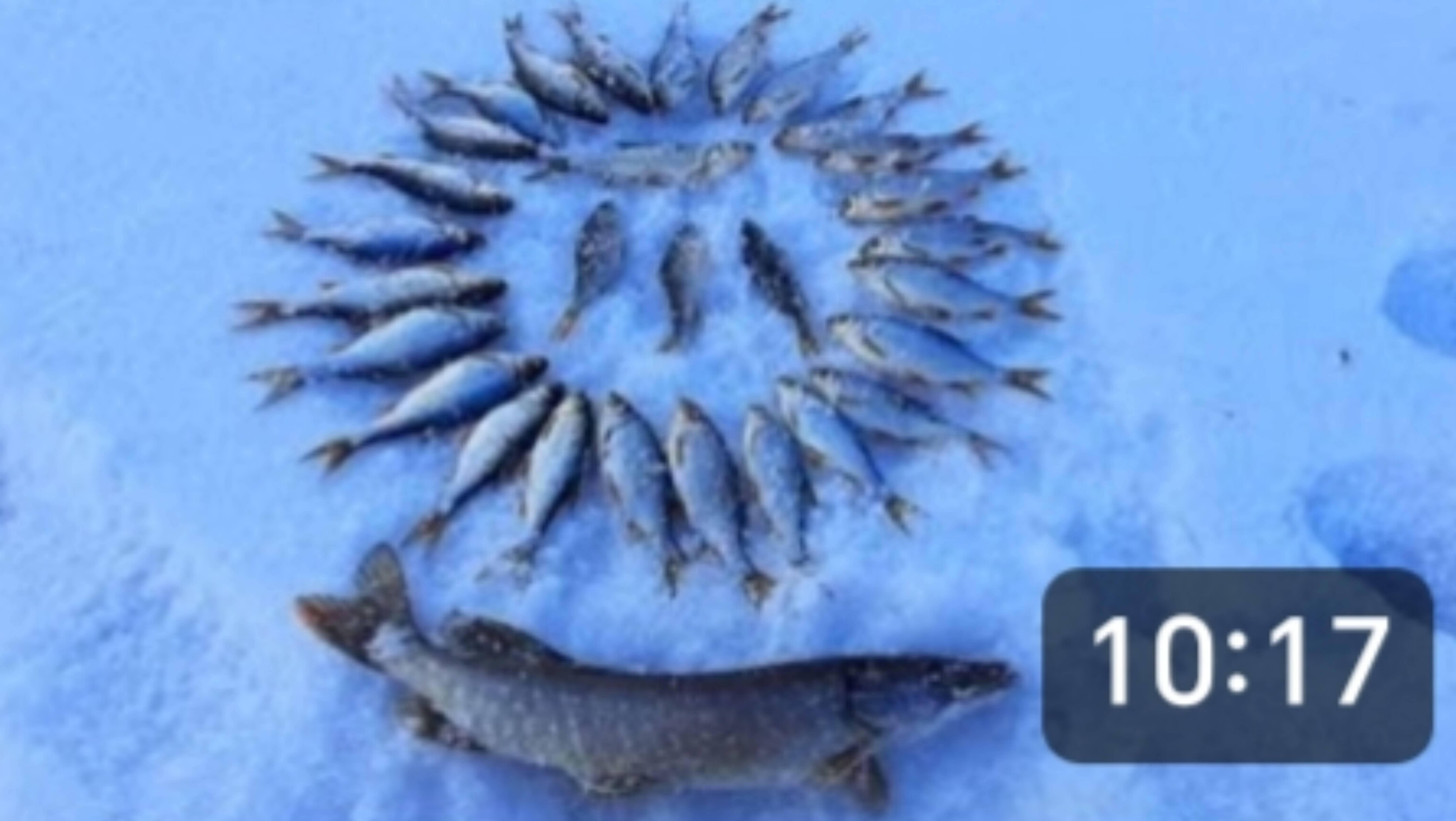 Щука, окунь, плотва. Было всё, даже щурята на удочку. Рыбалка в конце марта. смотреть онлайн