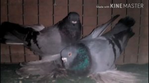 Спаривание голубей.