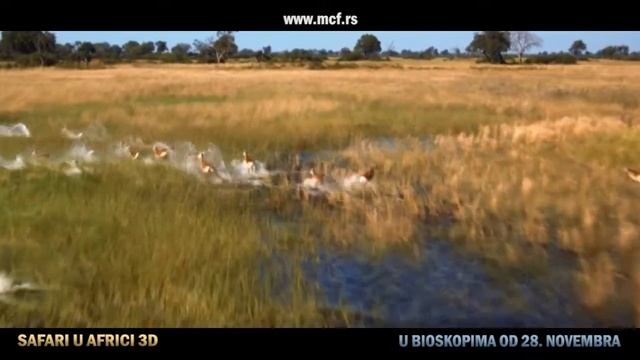 Safari u Africi 3D, od 28. novembra u bioskopima смотреть онлайн
