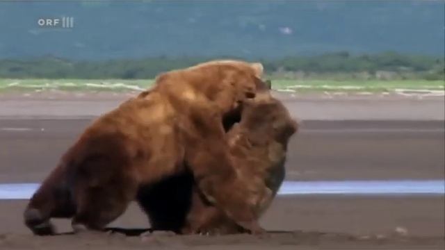 Grizzly Bear VS Brown Bear (Fight - Hunt - Attack) By Clever Animals