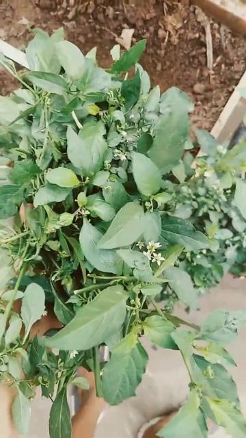 Harvest of Manathakli greens (black-nightshade greens) смотреть онлайн