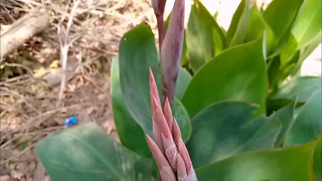 Beautiful Red Canna Lily Flower смотреть онлайн