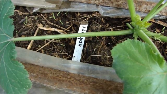 Кабачки и картофель 3 июня 2018 года смотреть онлайн