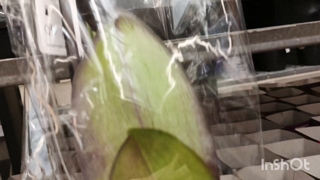 Уценки орхидей все Оби/14.04.25/ смотреть онлайн