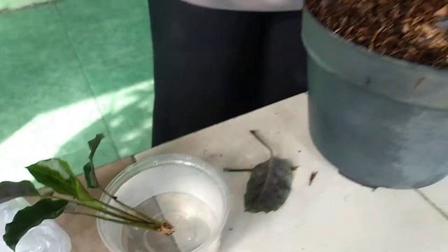 Simple Propagation of Calathea Louisae смотреть онлайн