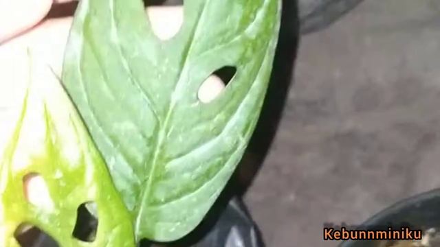 VIRAL ! PERBEDAAN ADANSONII VS ACCUMINATA | GA SEMUA JANDA BOLONG MAHAL смотреть онлайн