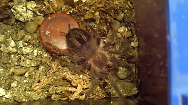 Cricket Feeding смотреть онлайн