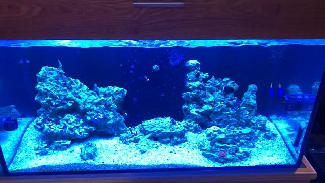 125 gallon sps reef смотреть онлайн