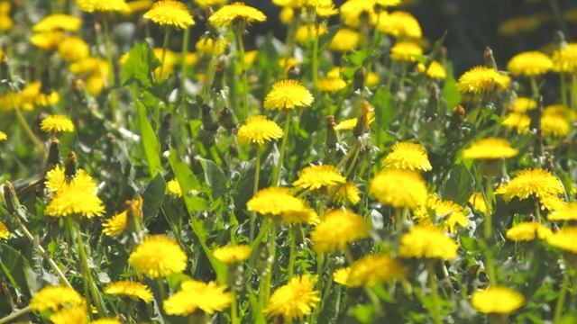 Dandelion/ Löwenzahn/ Mniszek lekarski FULL HD смотреть онлайн