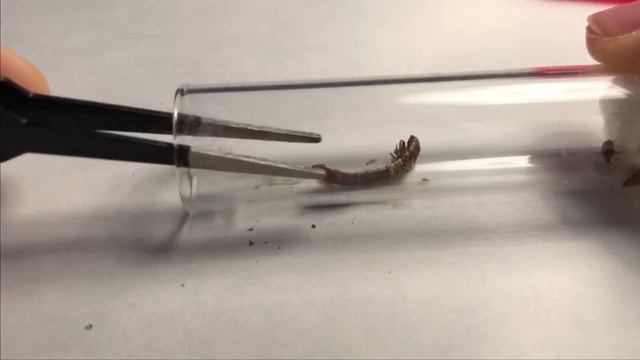 Solenopsis Fugax kolonilerimin temizliklerini yaptım смотреть онлайн