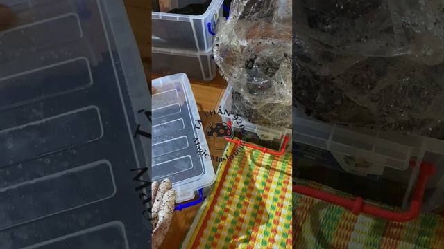 Nấm Thức Thần : Chia sẻ thêm chút kinh nghiệm cho a e mới học trồng nấm. смотреть онлайн