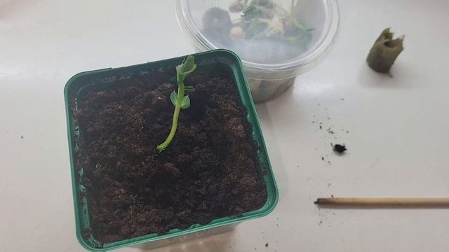 Выращиваю рассаду в минераловатных пробках. От посева до пикировки! смотреть онлайн