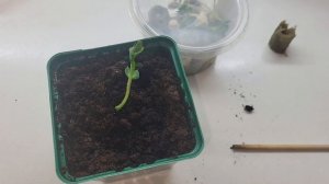 Выращиваю рассаду в минераловатных пробках. От посева до пикировки!