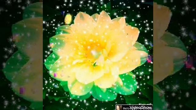 МУЗЫКАЛЬНЫЙ ВОЛШЕБНЫЙ ЦВЕТОК MUSIC MAGIC FLOWER смотреть онлайн