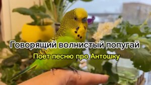 Говорящий и поющий песню волнистый попугай