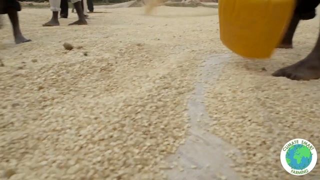 Maize_Maize Harvesting & Storage (Eng) смотреть онлайн