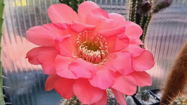 Кактусы мои любимые.Новый трихоцереус бесподобный. смотреть онлайн