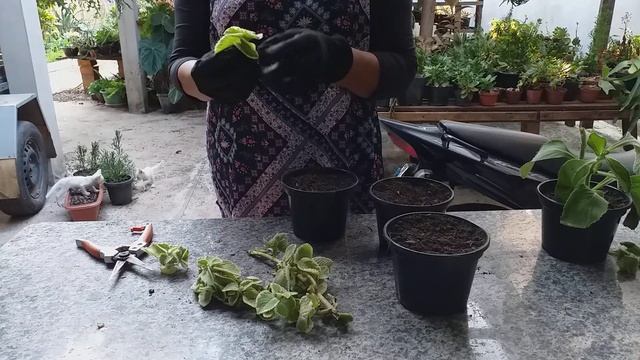 Plantando Hortelã Variegata E Boldo Do Chile Com Idaria Moreno!!! смотреть онлайн