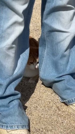 К Милане Кот пристал