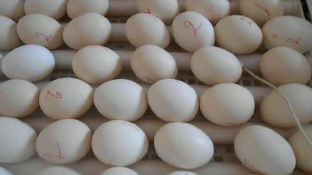 Пискуны смотреть онлайн