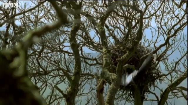 The lifecycle and inhabitants of an oak tree KS1 Science BBC Bitesize смотреть онлайн
