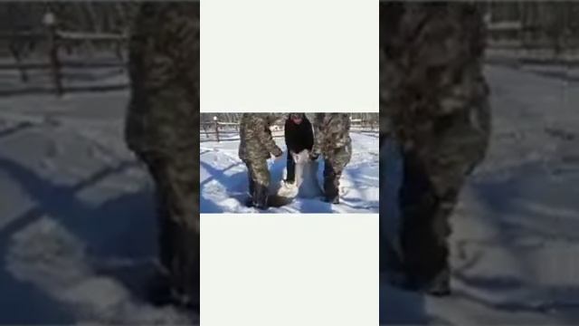 Кэҥкэмэҕэ айан. Туртастары аһатыы. смотреть онлайн