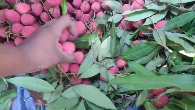 10 June 2023 Muzaffarpur lichi loading смотреть онлайн