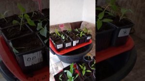 Вносим триходермы при пересадке рассады сладкого перца.