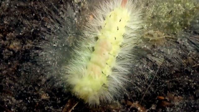 Meriansborstel Calliteara pudibunda смотреть онлайн