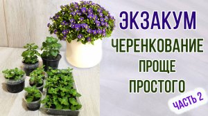 Черенкование экзакума. Быстро и проще простого! Пикировка.Часть 2