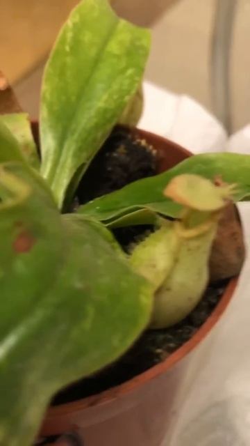 16 марта 2020 г. смотреть онлайн