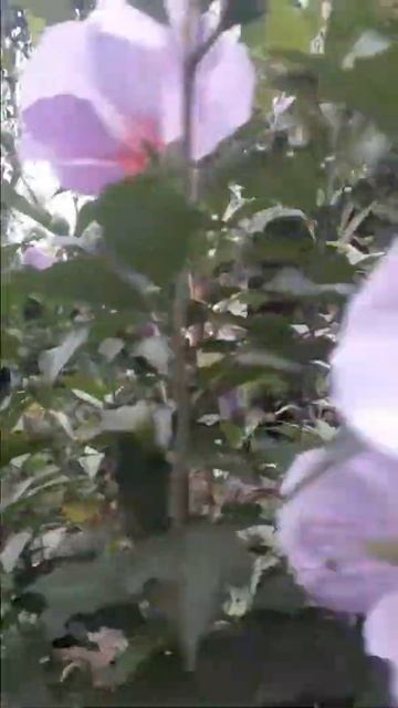 Purple Hibiscus / Hibiscus Syriacus "blue bird" hibiscus #shorts смотреть онлайн