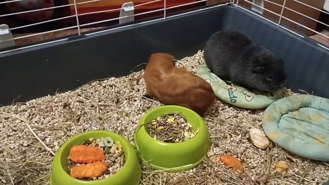 Новогодние праздники 🎄 Подарки 🎁 Дане 9 лет 🎂 смотреть онлайн