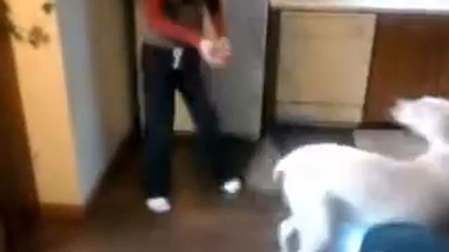 DOGO ARGENTINO TRAINING. PUTTING HER TOYS AWAY - NOVA LEE LARSEN смотреть онлайн