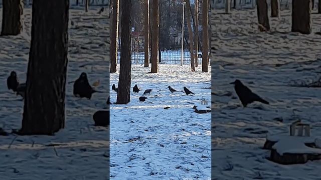 Вороны разбирают сооружение из сала смотреть онлайн