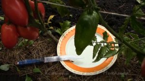 АВГУСТ  Сбор семян. Немного о гномах. Головорез.