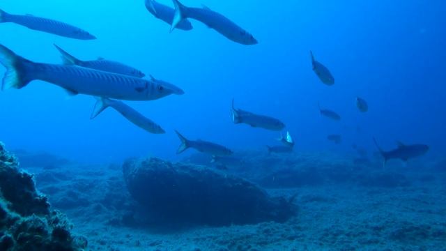 Diving in Crete | Mediterranean Barracudas (Sphyraena sphyraena) смотреть онлайн