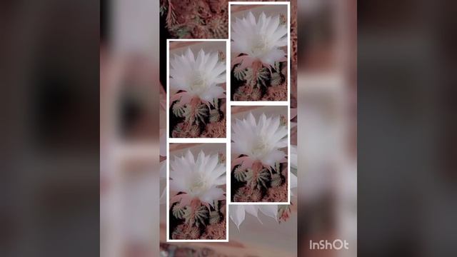 cactus flowers🌻 смотреть онлайн
