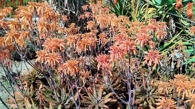The Plant Traveller: Aloe maculata 'soap Aloe' even Aloe saponaria смотреть онлайн